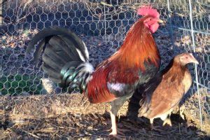 gamefowl feeds philippines|The Best Claret Gamefowl Breeders In The Philippines.